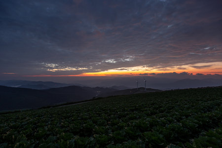 Cabbage field in the mountains at sunset. Landscape of cabbage field at sunrise.の写真素材