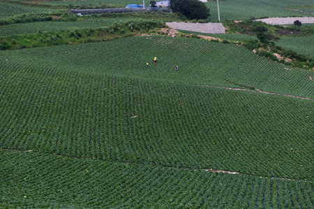 Farming Farmers and the Green Patchの写真素材