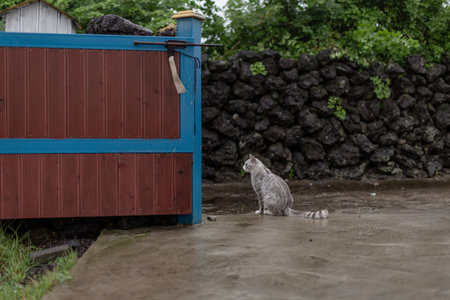 A gray cat is sitting in front of a red wooden gate.の写真素材