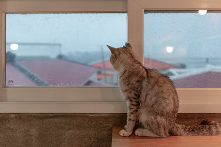 Cat sitting on a table in front of a window with rain dropsの写真素材