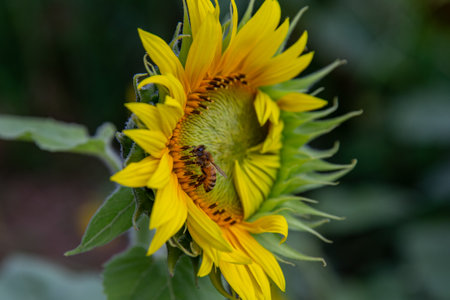 Close up of a sunflower with a bee in it's pollenの写真素材