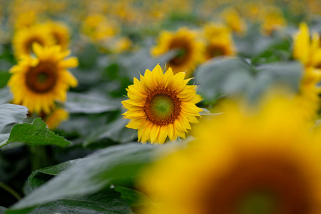 Sunflower field. Sunflower blooming in the field. Sunflower natural background.の写真素材