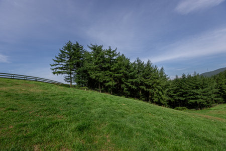 Landscape with green meadows and coniferous trees on a hillsideの写真素材