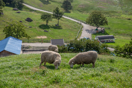Sheep grazing in the meadow on a sunny summer day.の写真素材