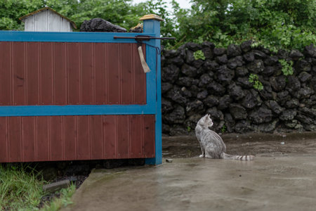 A gray cat sits on the ground in front of a wooden door.の写真素材