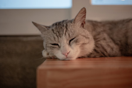 Cute tabby cat sleeping on a wooden table. Selective focus.の写真素材