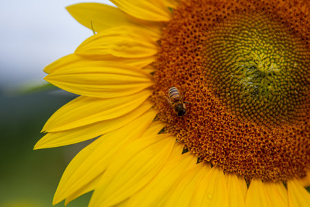Sunflower and bee in the field. Selective focus with shallow depth of field.の写真素材