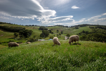 sheep grazing in the green grassの写真素材