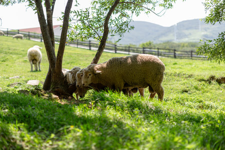 Sheep in a green meadow in the mountains in summer.の写真素材