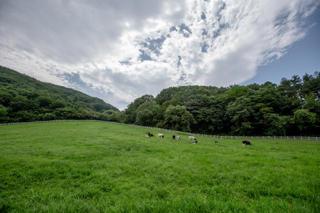 Herd of cows grazing on a green meadow in the farmの写真素材