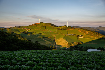 High mountain cabbage fields and wind power generators morning sceneryの写真素材