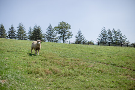 the amount of pastureの写真素材