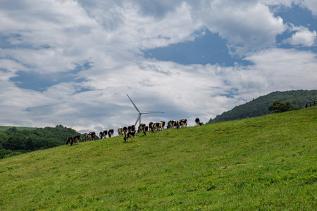 Cattle grazing in the green pasture hillsの写真素材