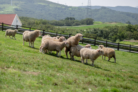 a flock of sheep grazed in the green pastures of the ranchの写真素材