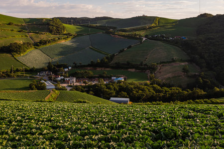 Cabbage fields and village scenery spread on high mountainsの写真素材