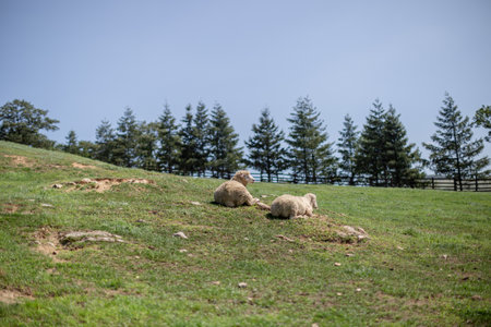 sheep lying on the hillsideの写真素材