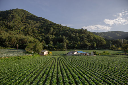 Cabbage fields and countrysideの写真素材