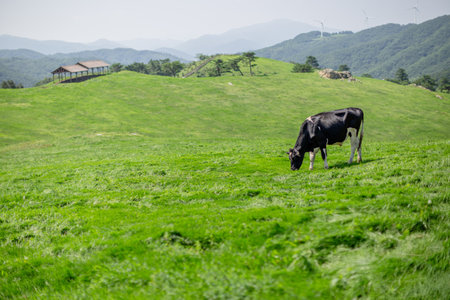 cows grazing on the broad green pasturesの写真素材