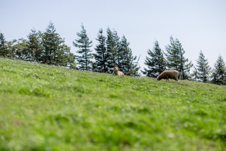 a flock of sheep on a clear hillside pastureの写真素材