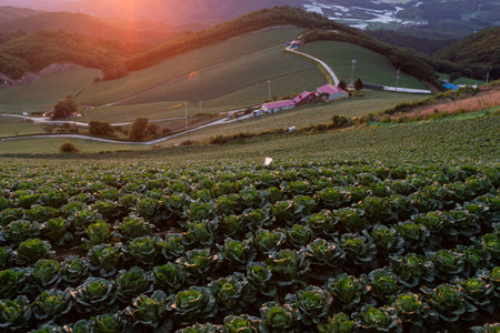 Cabbage fields and village scenery spread on high mountainsの写真素材