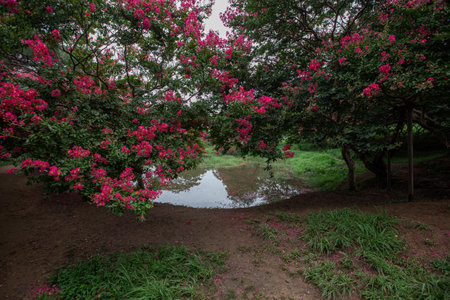 a small red-flowered lake parkの写真素材