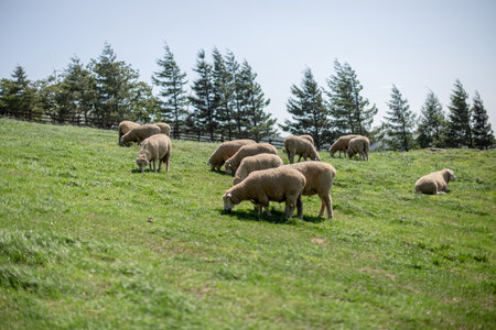 Flock of sheep grazing in a green meadow in the mountainsの写真素材