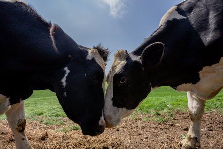 Two Cows in the Green Meadowsの写真素材