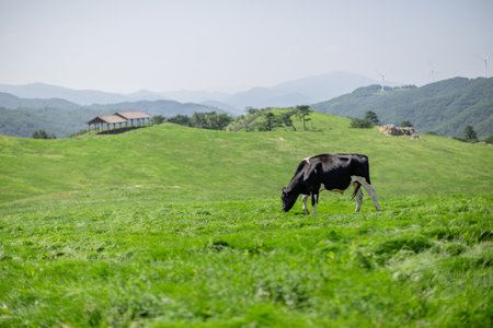 Cow grazing on a green meadow with mountains in the background.の写真素材