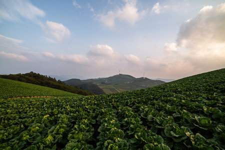 a view of a cabbage fieldの写真素材
