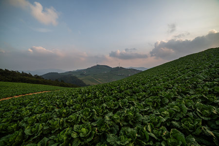 a view of a cabbage field that filled the mountainsの写真素材