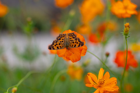 a butterfly sitting on an orange flowerの写真素材