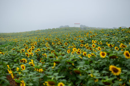 Sunflower field with fog in the morningの写真素材