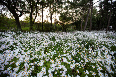 the morning scene of a forest full of white flowersの写真素材