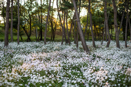 the morning scene of a forest full of white flowersの写真素材