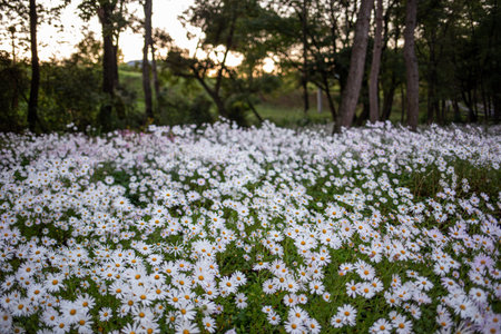 the morning scene of a forest full of white flowersの写真素材