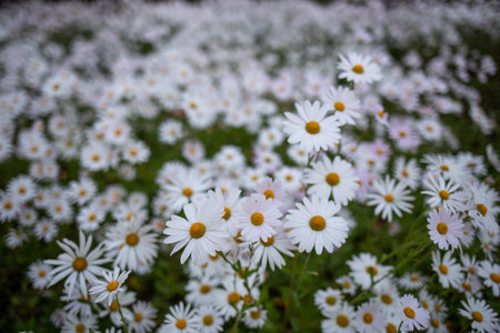 a close-up of a white flower infused with lightの写真素材