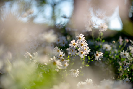 the morning scene of a forest full of white flowersの写真素材