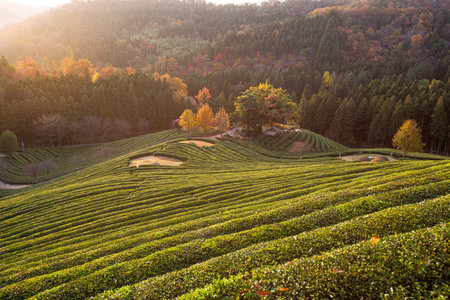Sunrise in a green tea field infused with warm sunlight
