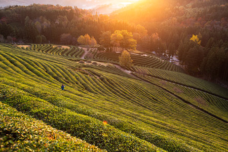 Sunrise in a green tea field infused with warm sunlightの写真素材
