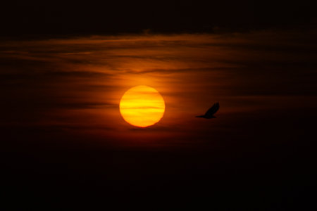 the silhouette of a red sun and a birdの写真素材