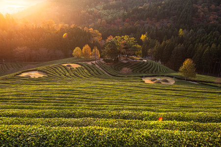 Sunrise in a green tea field infused with warm sunlightの写真素材