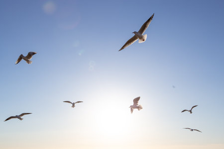 seagulls flying in the blue skyの写真素材