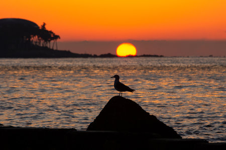 Seagull sitting on a rock with sunrise in the background.の写真素材