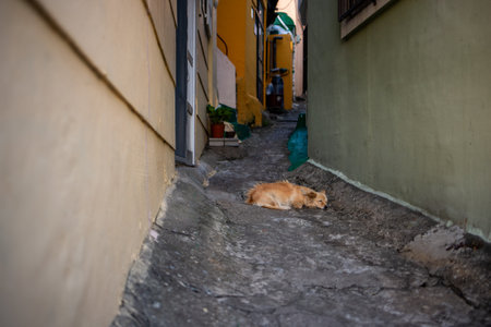 a puppy asleep in a quiet alleyの写真素材