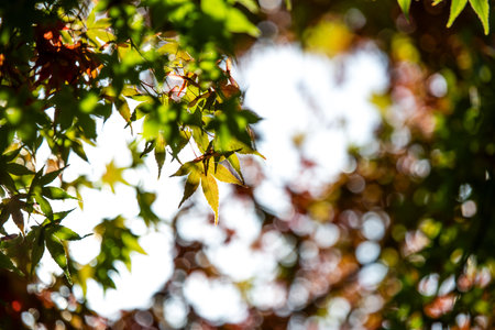 maple leaves with afternoon sunlight and bokehの写真素材