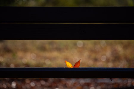 Autumn leaf on a bench in the park. Selective focus.の写真素材