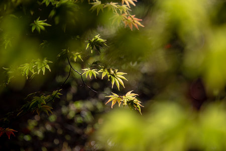 maple leaves with afternoon sunlight and bokeh. Selective focus.の写真素材