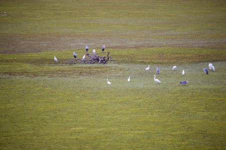 Migratory Birds Resting on the Green Wetlandsの写真素材