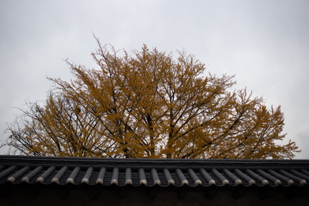 Autumn tree on the roof of a temple in South Korea.の写真素材