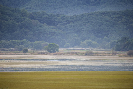 a wetland scene full of green plantsの写真素材